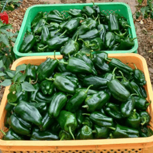 仕事と農業、二足のわらじで挑む日々！